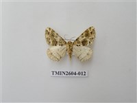 藏品(尺蛾120)的圖片